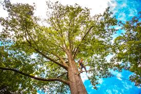 How Our Tree Care Process Works  in  Glendale, MO