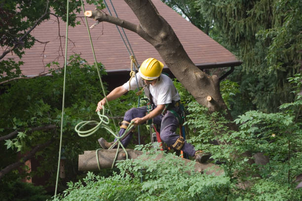 Best Emergency Tree Removal  in Glendale, MO