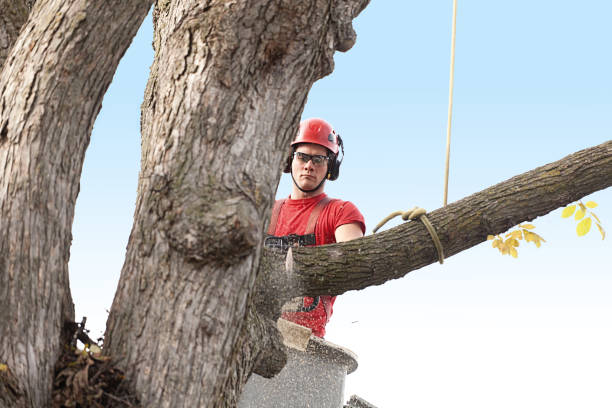 Professional Tree Services in Glendale, MO